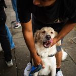 Municipio abrió 388 expedientes por maltrato animal en 2025, el año con más sanciones