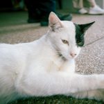 Municipio atiende 113 colonias felinas en plan integral de control y bienestar animal