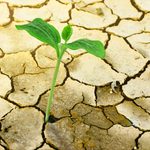 ¿POR QUÉ ALGUNOS CULTIVOS SOBREVIVEN A LA TEMPORADA SECA Y OTROS NO? LA RESPUESTA ESTÁ BAJO NUESTROS PIES