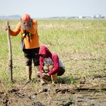 SAMBORONDÓN AVANZA EN LA RESTAURACIÓN AMBIENTAL CON LA SIEMBRA DE MÁS DE 24.000 MANGLARES